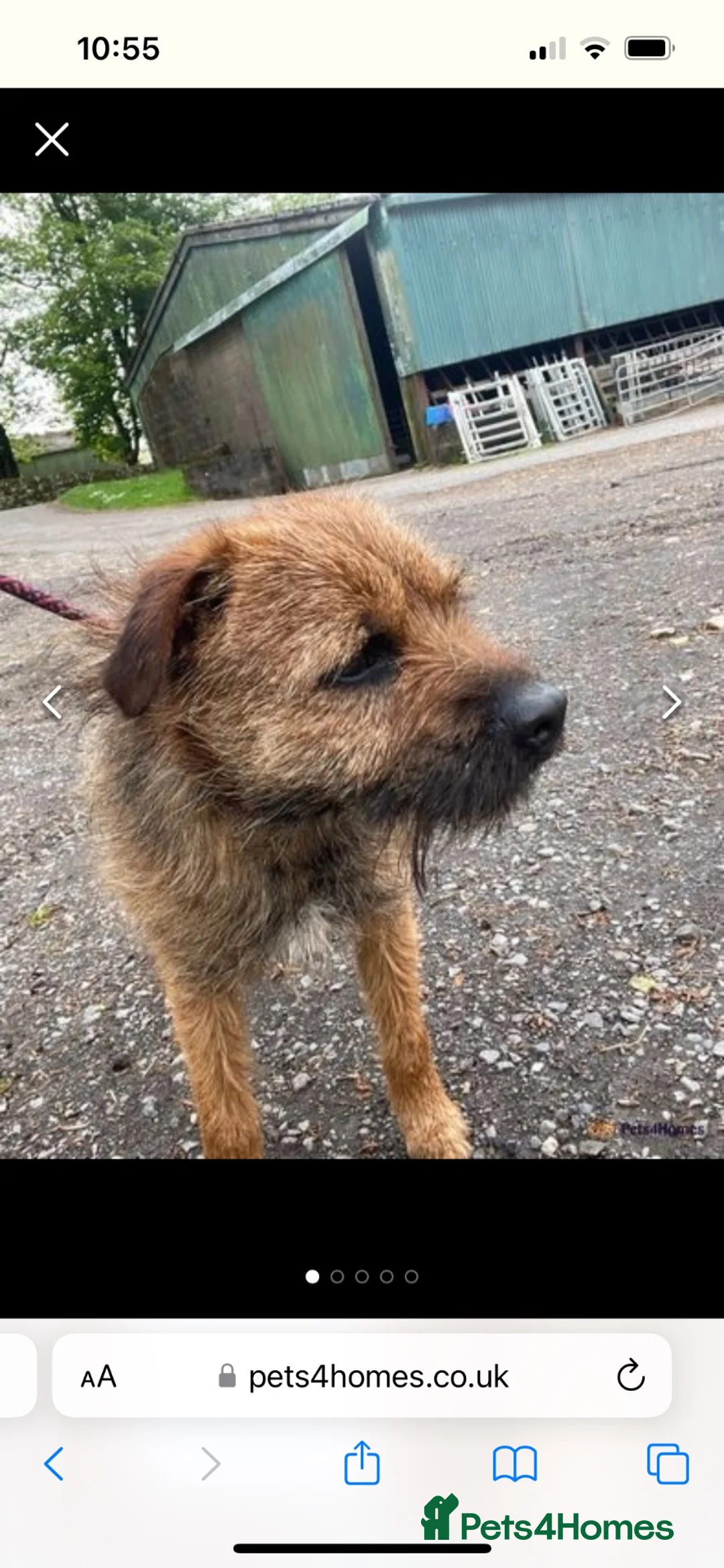 Border Terrier dogs for stud: Border terrier for stud  - Advert 2