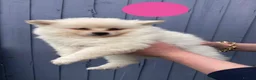 Pomeranian dogs for sale: White Pomeranian Pups in Leicester - Advert 4