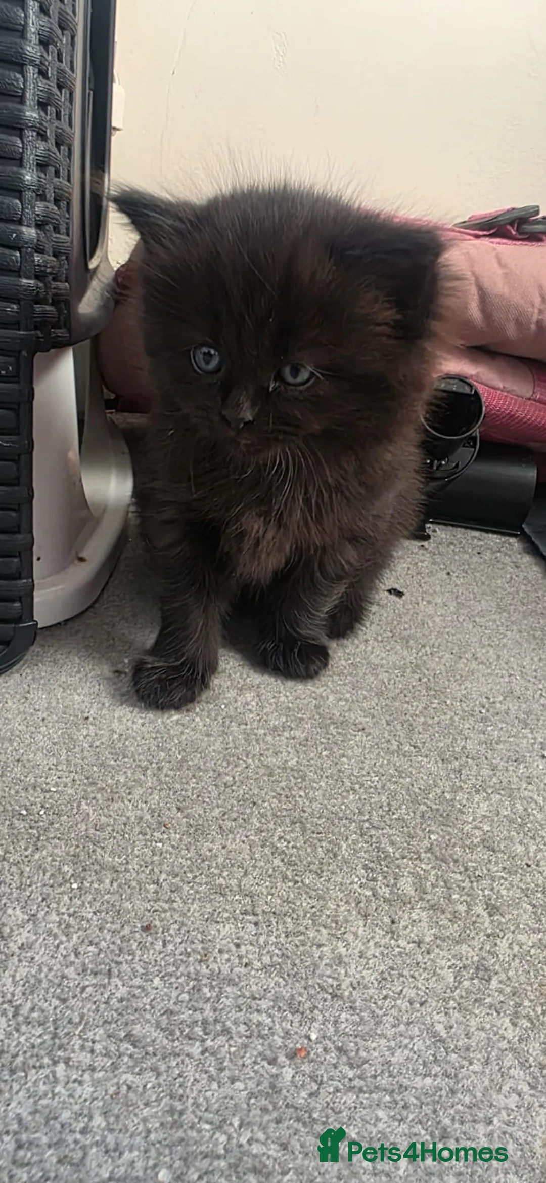 Ragdoll cats for sale: Adorable Ragdoll cross kittens  - Advert 2