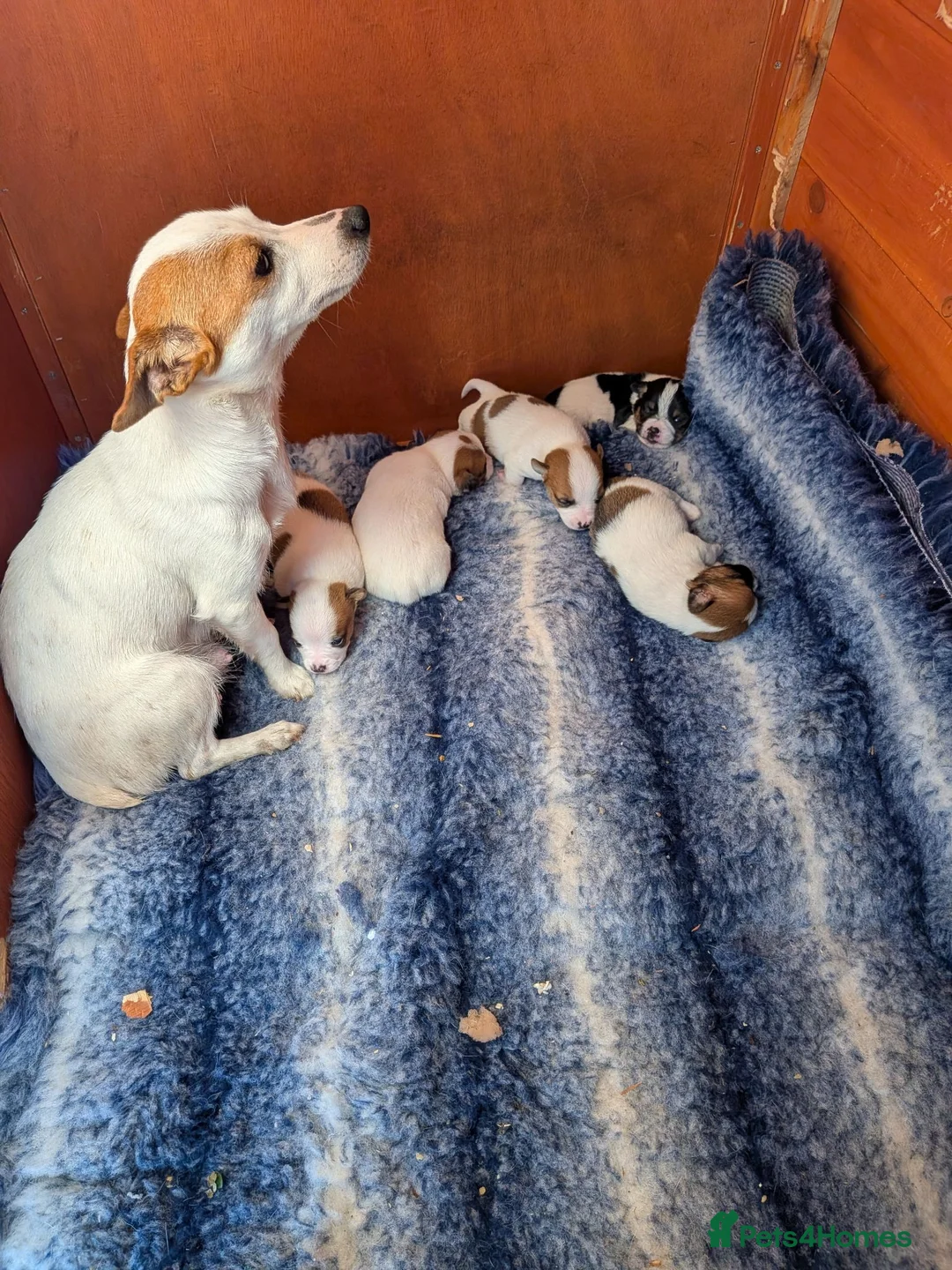 Jack Russell dogs for sale: Mini jack Russell  - Advert 10