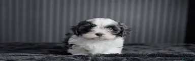 Cava Tzu Puppy 2