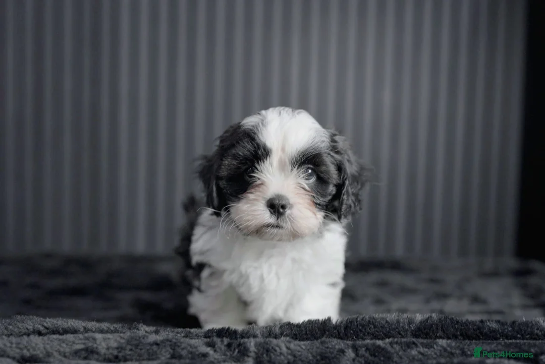 Mixed Breed dogs for sale: Beautiful Cava Tzu (Cavatzu) Puppies 2 Boys 1 Girl - Advert 7