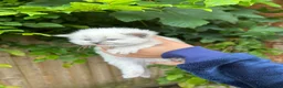 Ragdoll cats for sale: Beautiful Pure Blue Point Ragdoll Kittens - Advert 12