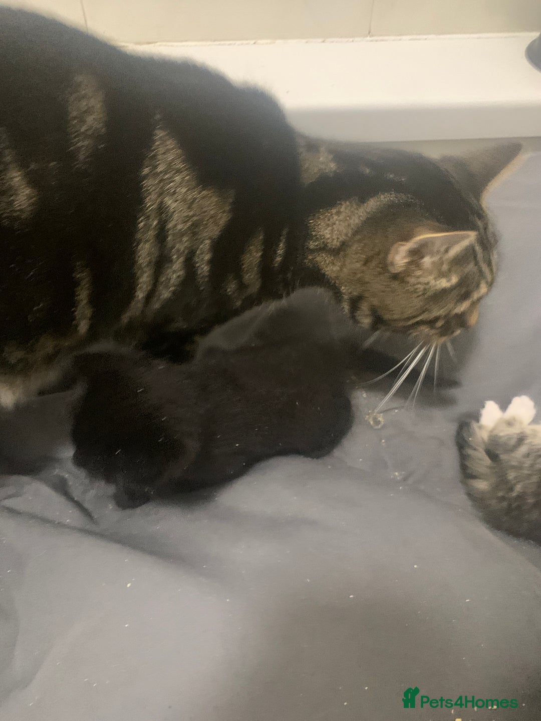 Mixed Breed cats for sale: Stunning kittens - Advert 14