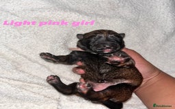 Belgian Shepherd Dog dogs for sale: Belgian shepereds puppies  - Image 9