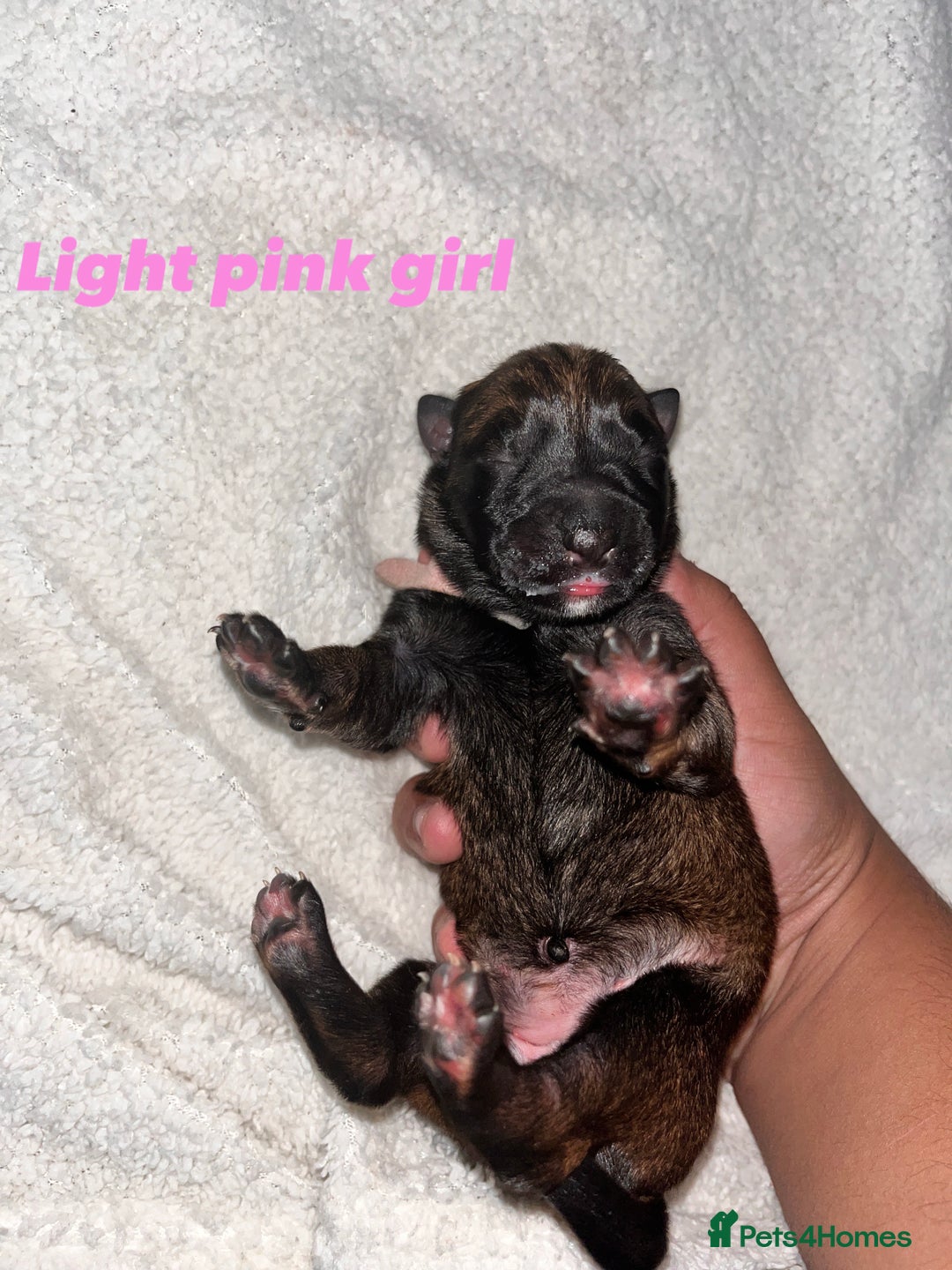Belgian Shepherd Dog dogs for sale: Belgian shepereds puppies  - Image 9