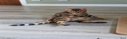 Bengal cats for sale: Brown Rosetted Bengal Prince  - Advert 4