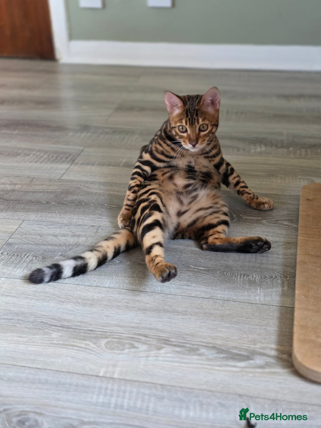 Bengal cats for sale: Brown Rosetted Bengal Prince  - Advert 4