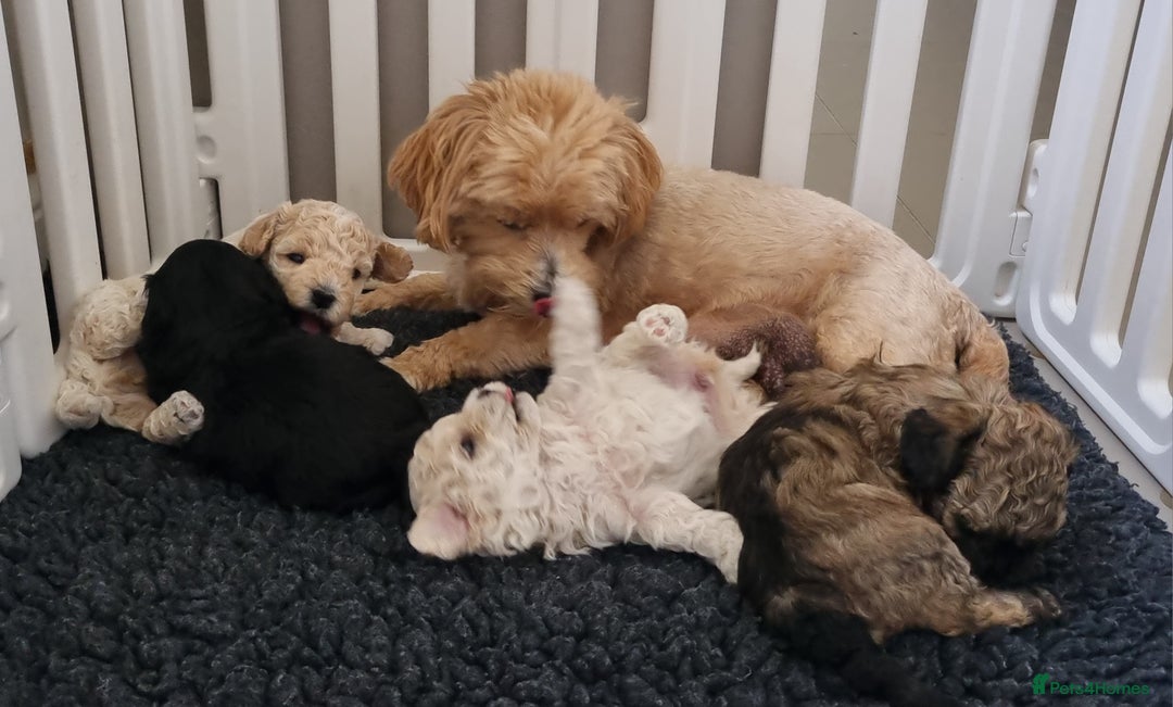 Maltipoo dogs for sale: Rare F2 Toy Maltipoos, DNA Clear + Basic Training - Image 36