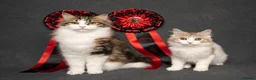 Kurilian Bobtail cats for sale: Rare Kurilian Bobtail Kittens Available - Advert 10