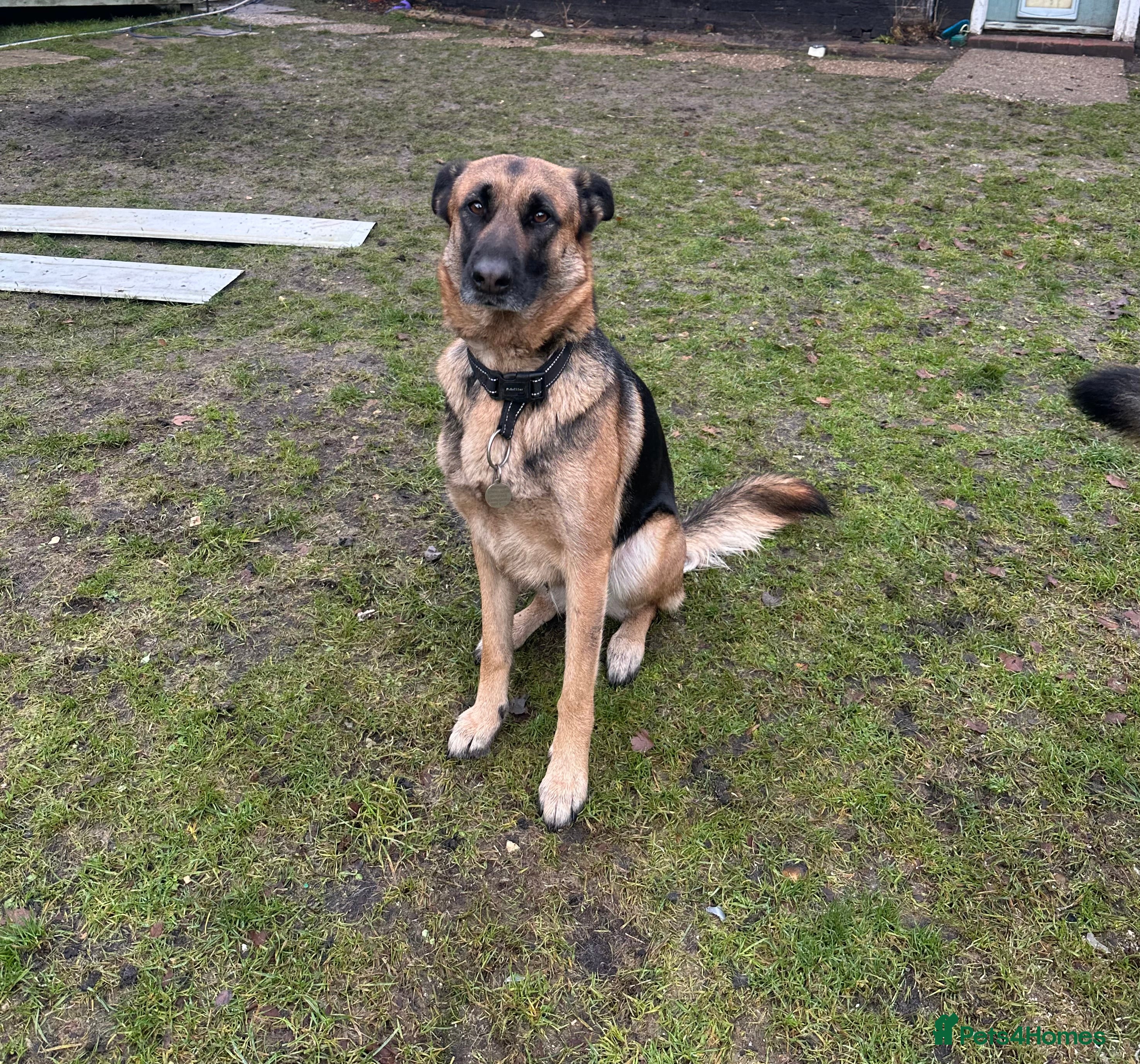 Mixed Breed dogs German Shepherd puppy young dog - Advert 7