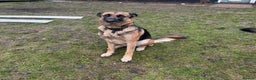 Mixed Breed dogs for sale: German Shepherd Cross intact bitch dog - Advert 3