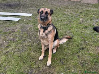 Mixed Breed dogs German Shepherd puppy young dog - Advert 7