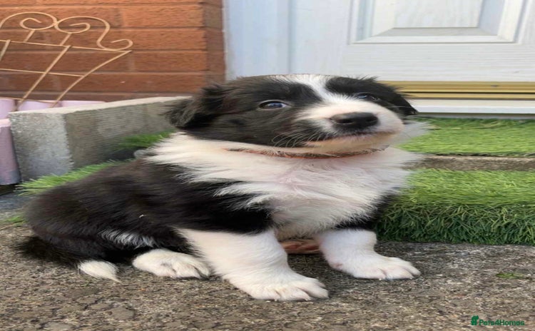Border Collie dogs - Advert 3
