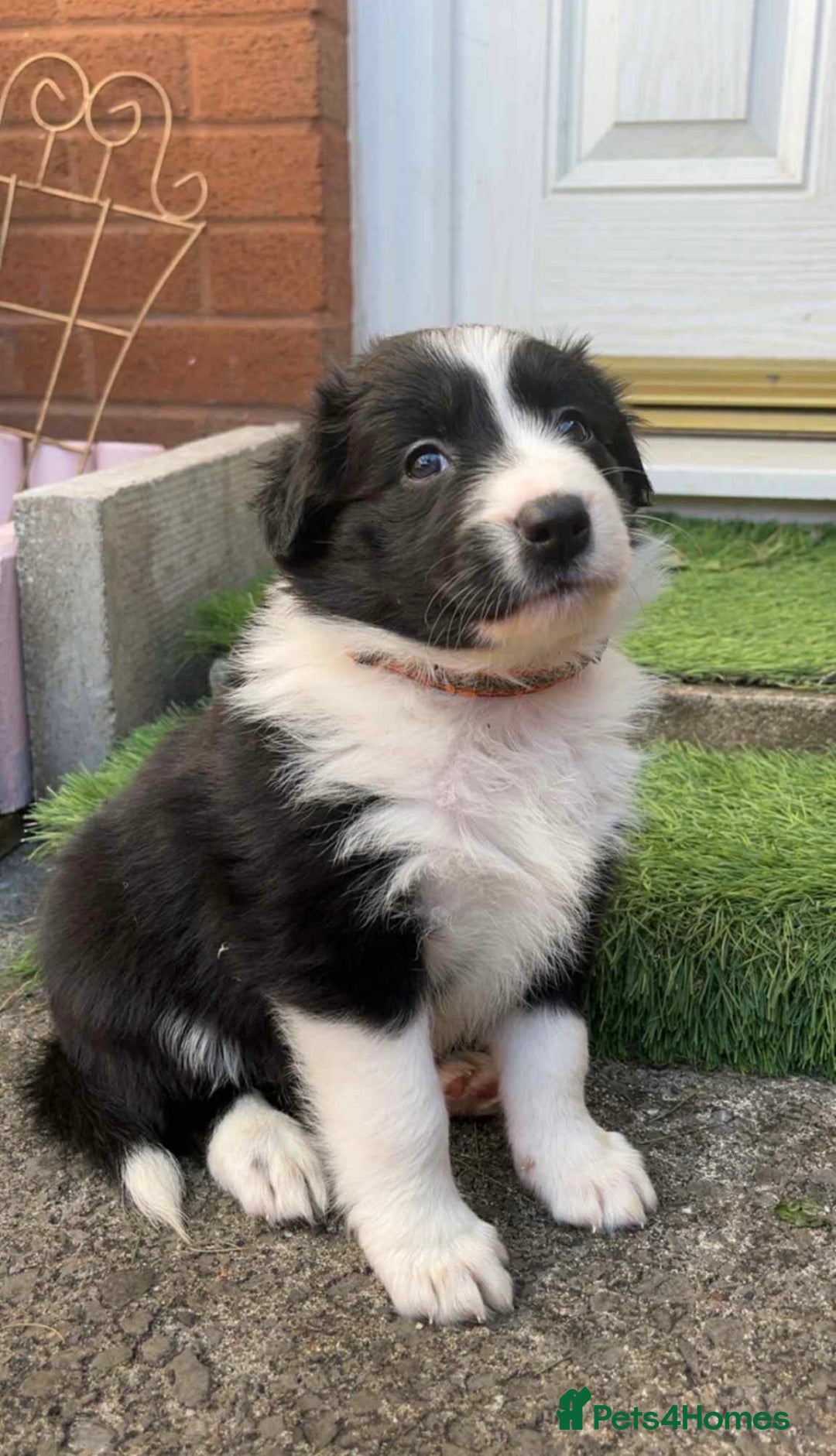 Border Collie dogs for sale: Puppy Border Collie - Image 1