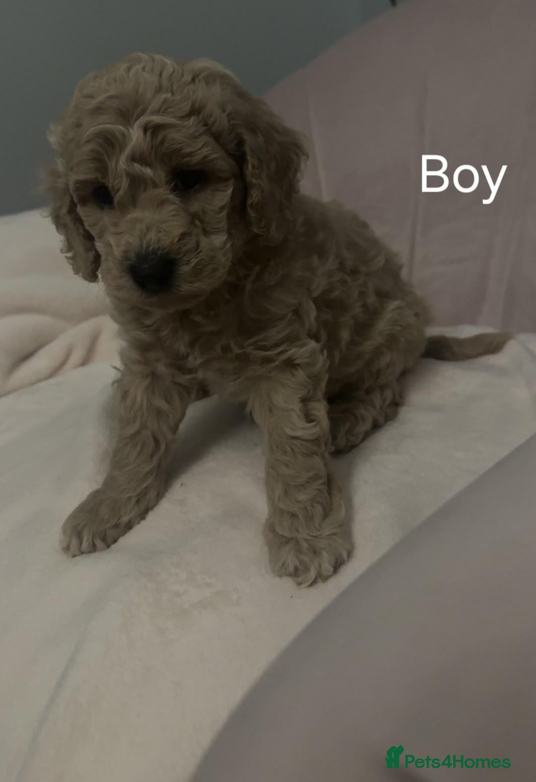 Toy Poodle dogs Toy Poodles 1 Girl & 1 Boy - Advert 2