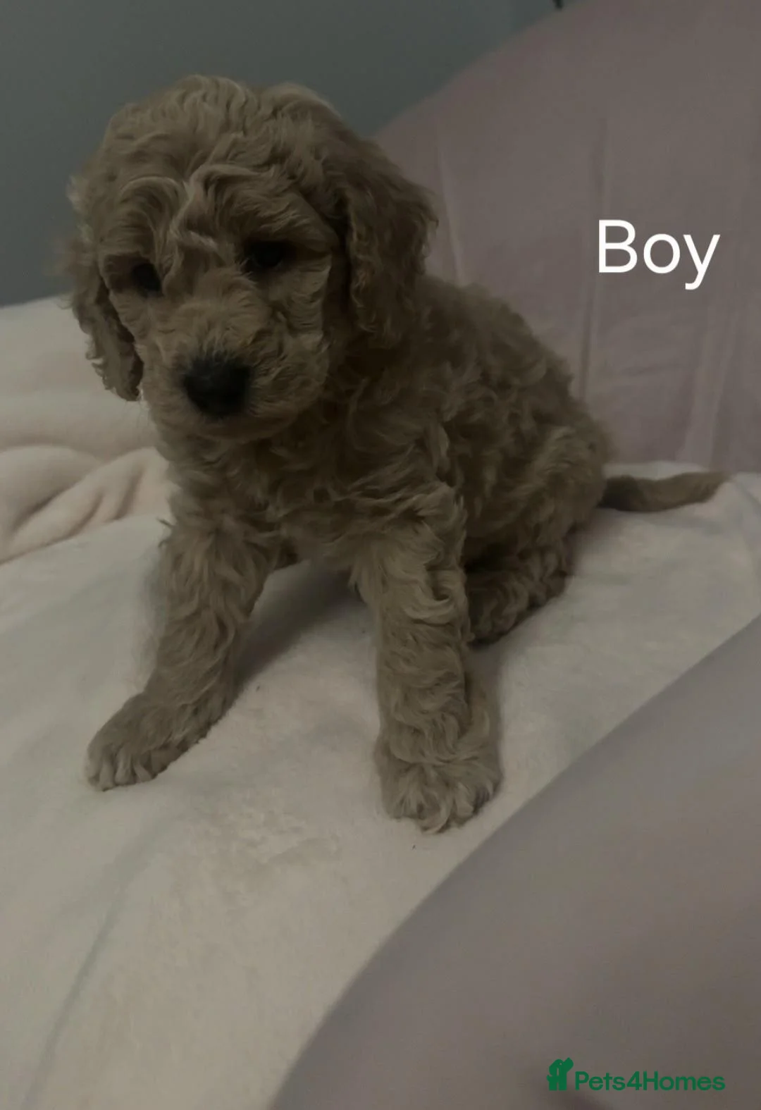 Toy Poodle dogs for sale: Toy Poodles 1 Girl & 1 Boy in Tranent - Advert 2