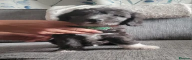 Mixed Breed 1
