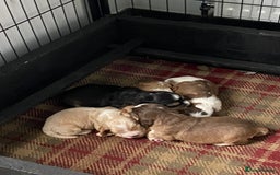 Cocker Spaniel dogs for sale: Adorable show cocker spaniels - Image 2