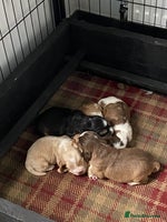 Cocker Spaniel dogs - Advert 8