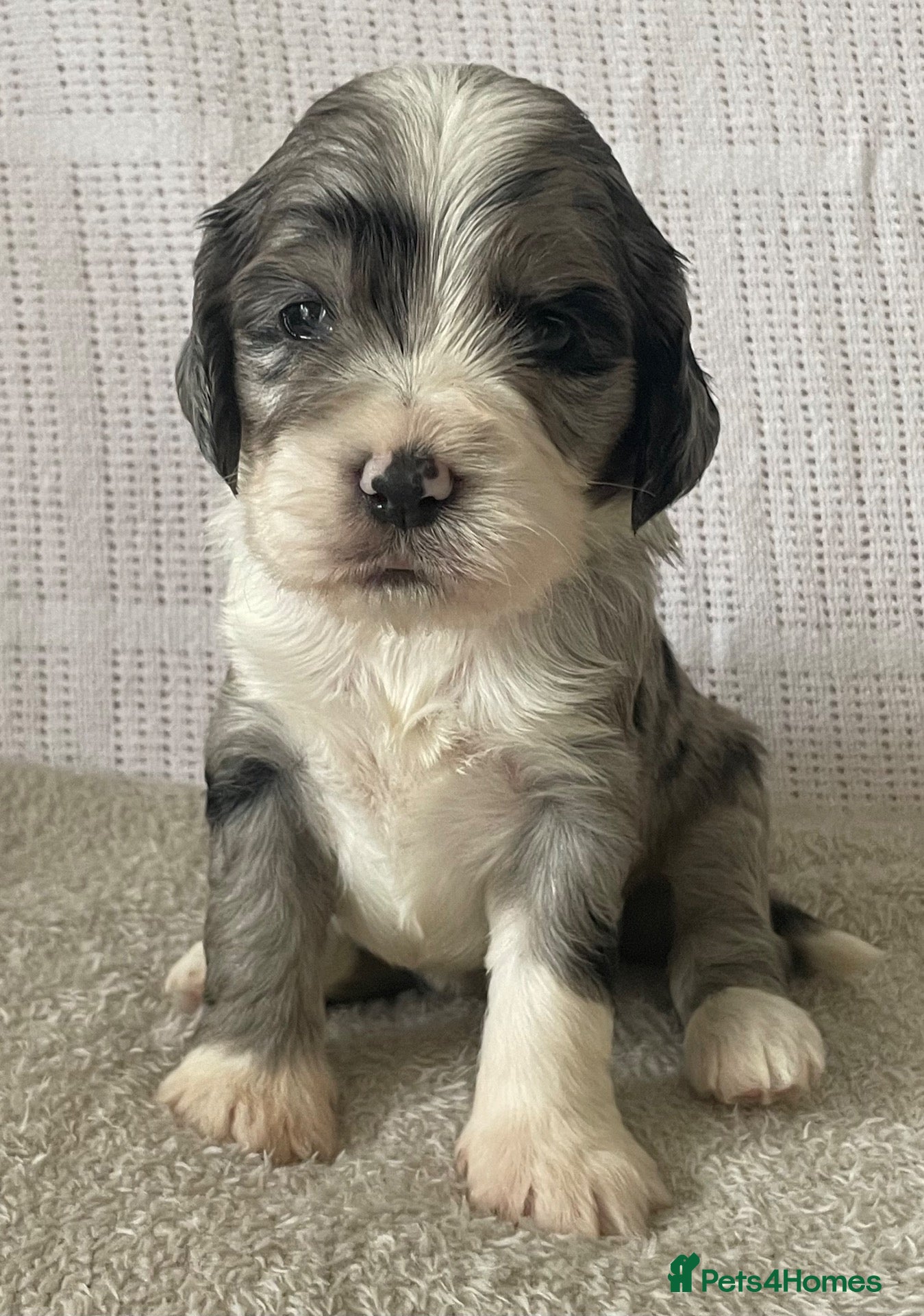 Sheepadoodle dogs Miniature Sheepadoodles - Advert 15