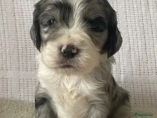 Sheepadoodle dogs Miniature Sheepadoodles - Advert 15