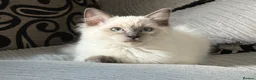 Ragdoll cats for sale: Stunning Ragdoll Boy – Alpha 💙 in North Walsham - Advert 1