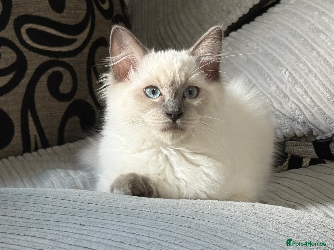Ragdoll cats for sale: Stunning Ragdoll Boy – Alpha 💙 in North Walsham - Advert 1