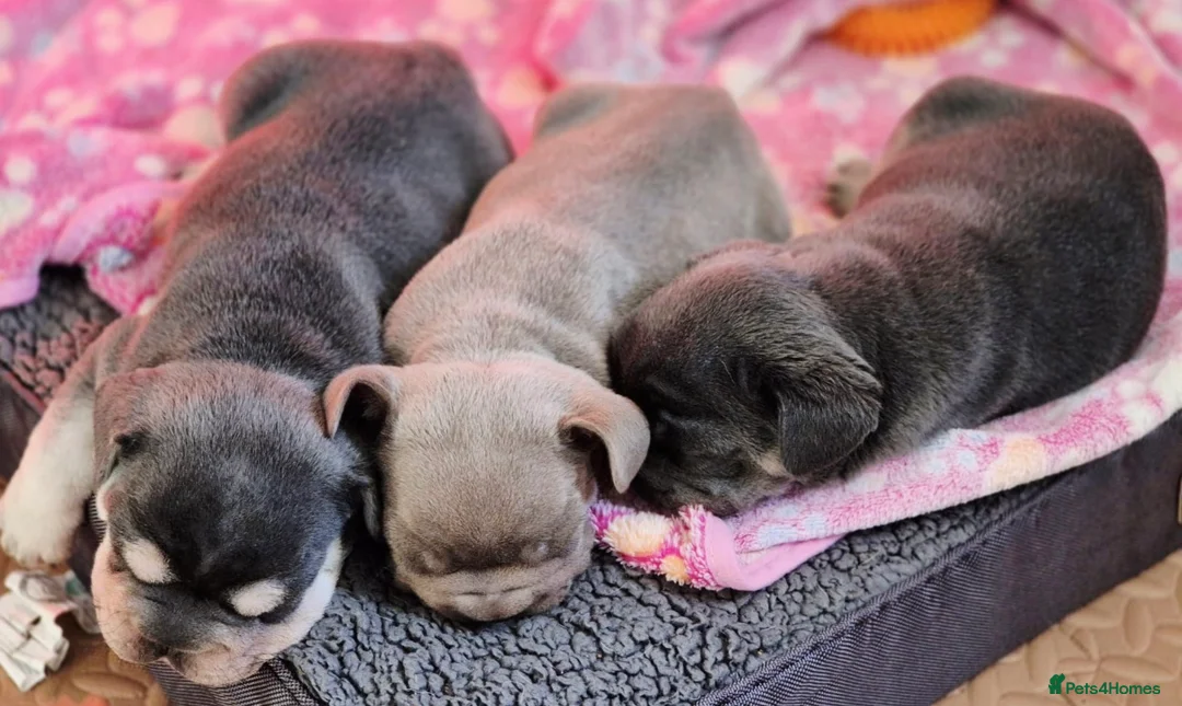 French Bulldog dogs for sale: French bulldogs  - Advert 5