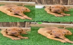 Hungarian Vizsla dogs for sale: Hungarian Vizsla KC Registered - Image 6
