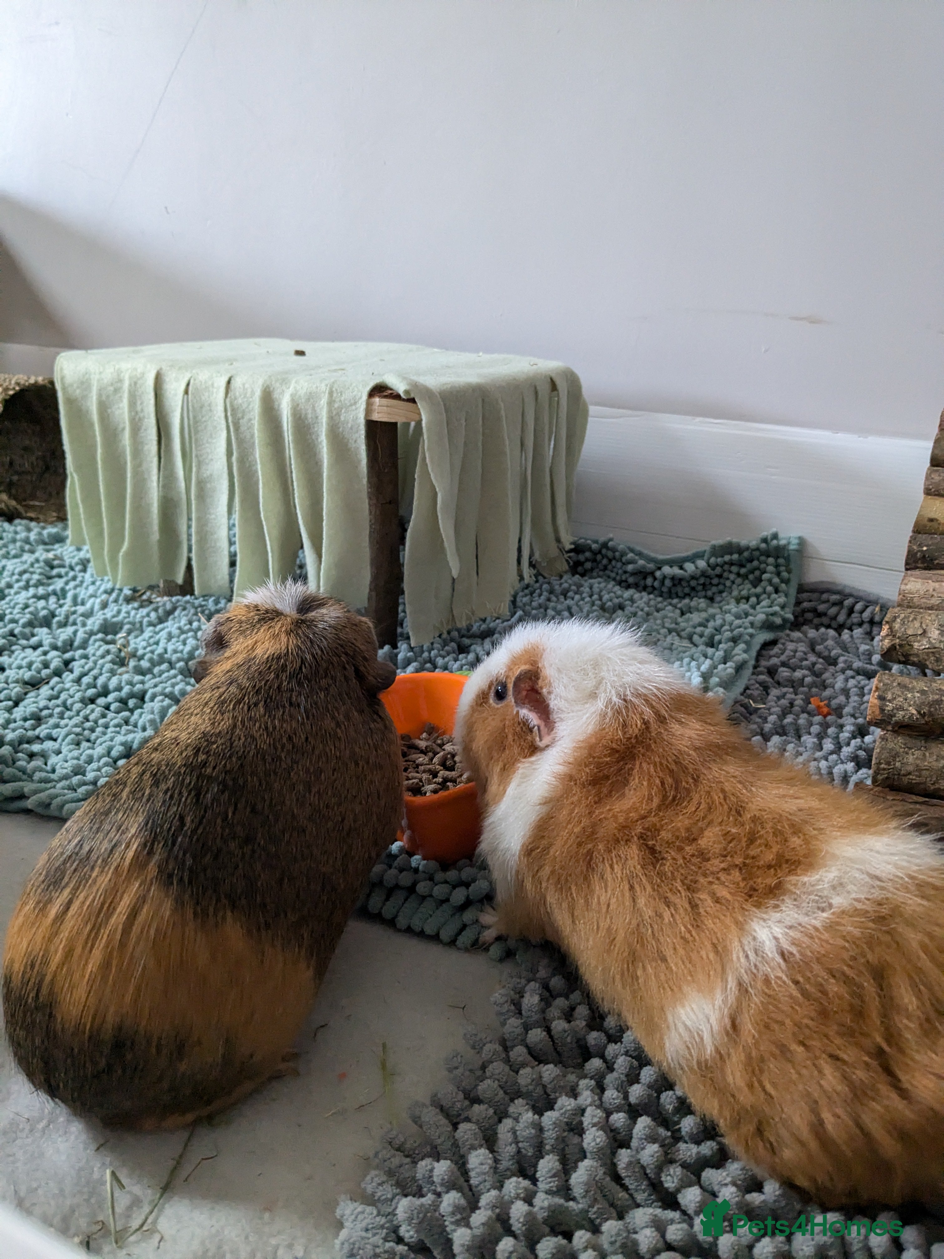 Guinea Pig rodents Loved guinea pigs seeking herd to join 🩷 - Advert 1