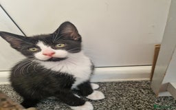 British Shorthair cats for sale: 9 week old male kittens - Image 1