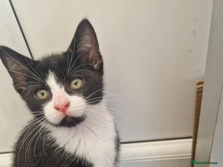 British Shorthair cats - Advert 17