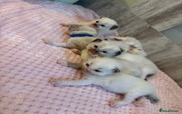 Ragdoll cats for sale: Beautiful Ragdoll Kittens  - Image 9