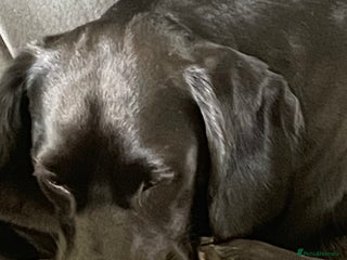 Bocker dogs 3 year old Bocker for sale to a good home - Advert 1