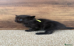 Mixed Breed cats for sale: 5 beautiful, playful kittens for sale  - Image 14