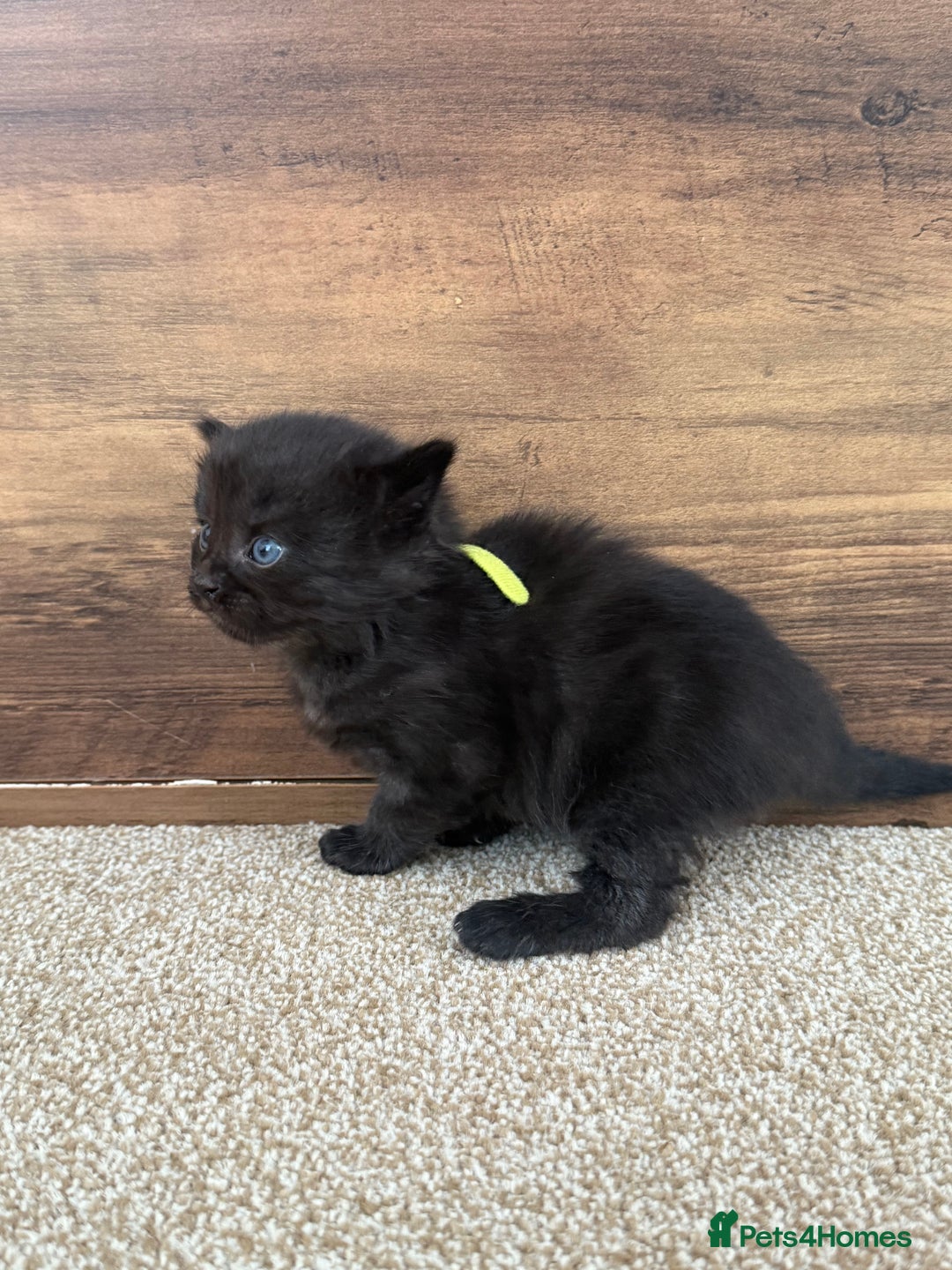 Mixed Breed cats for sale: 5 beautiful, playful kittens for sale  - Image 14