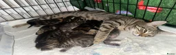 Mixed Breed cats for sale: Beautiful tabby with a bit of bengal kittens  - Advert 3