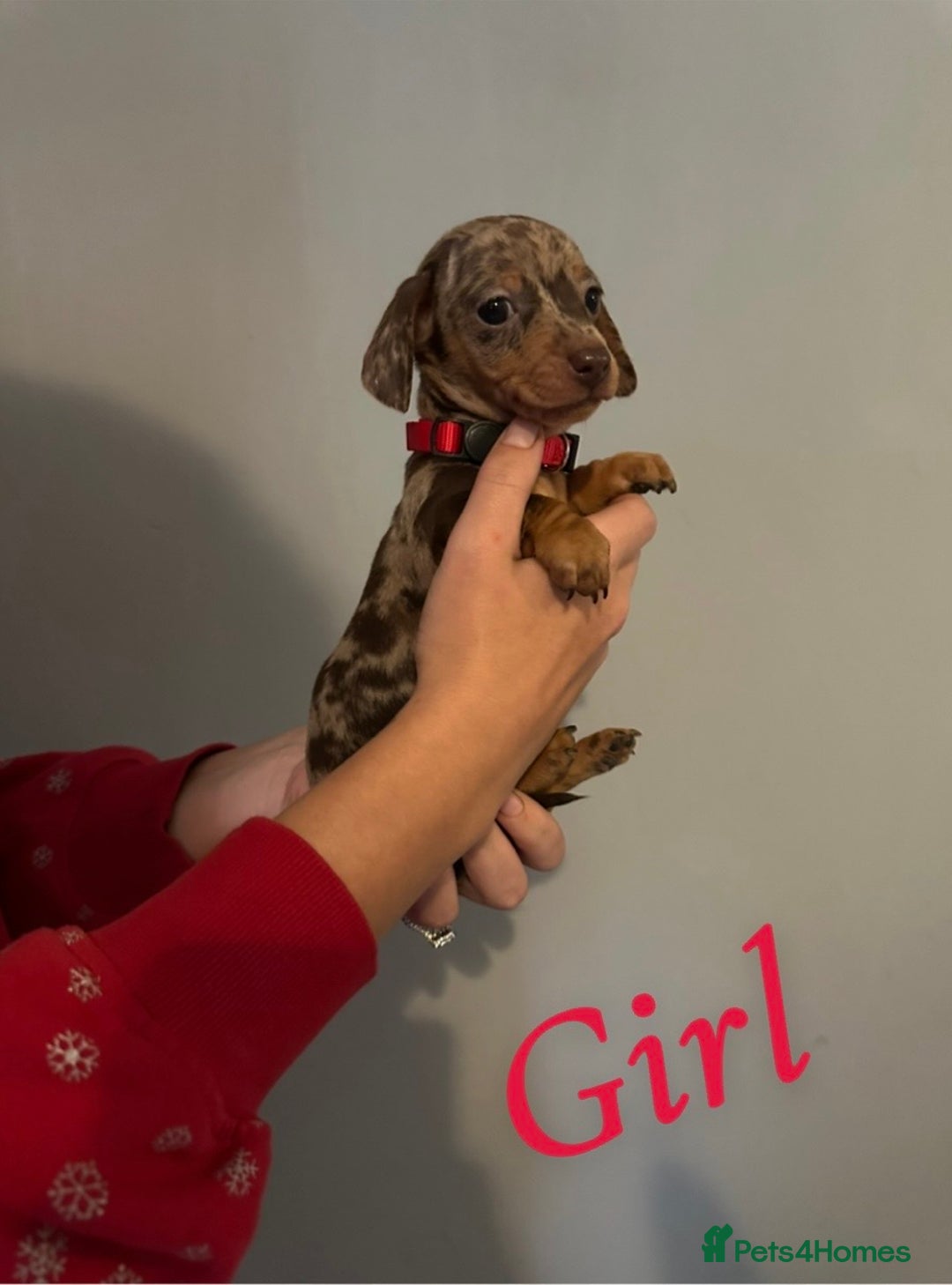 Miniature Dachshund dogs for sale: Miniature dutchound puppies  - Image 4