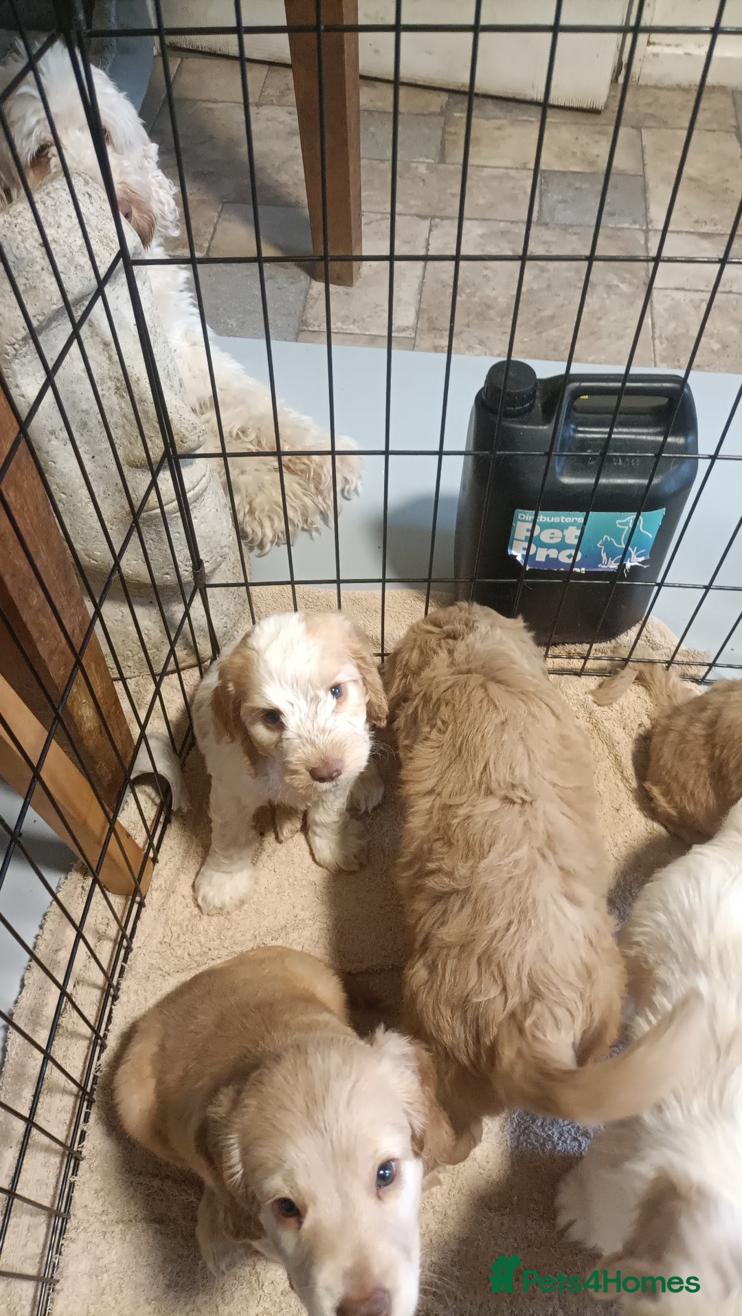 Cockapoo dogs for sale: Cockapoo F1B - Image 14