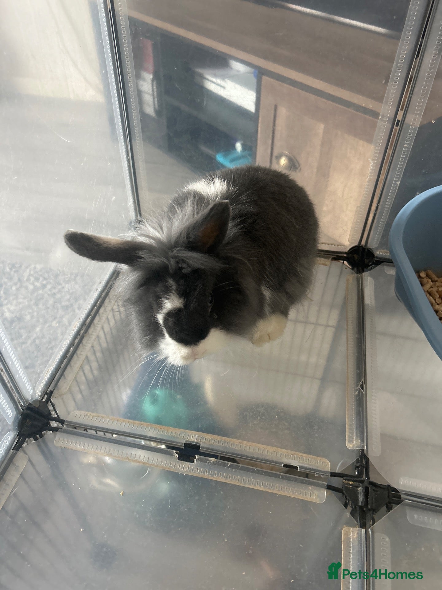 Mini Lion Lop rabbits Mini lion lop - Advert 8