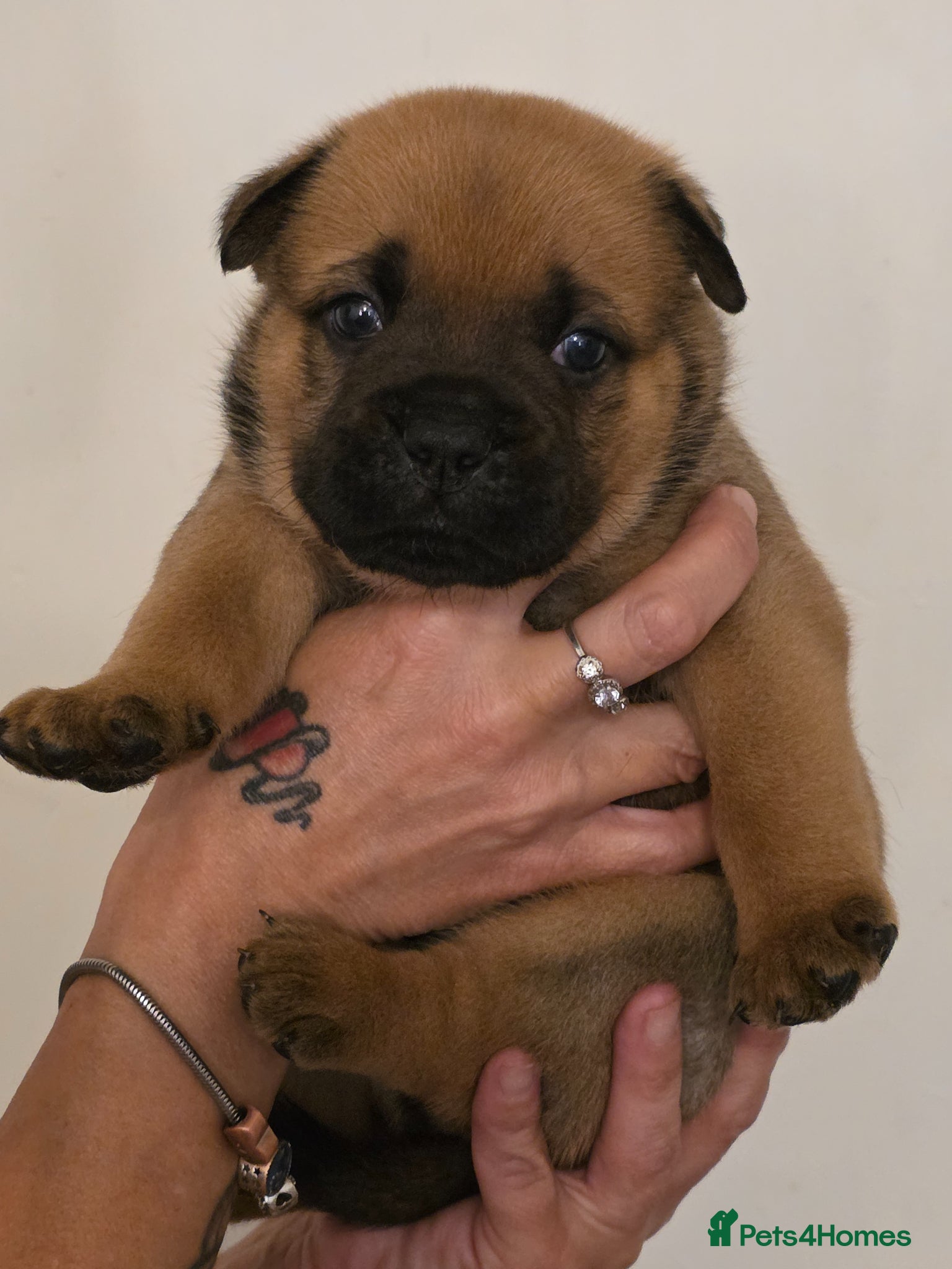 Mixed Breed dogs English Bull Chows - Advert 1