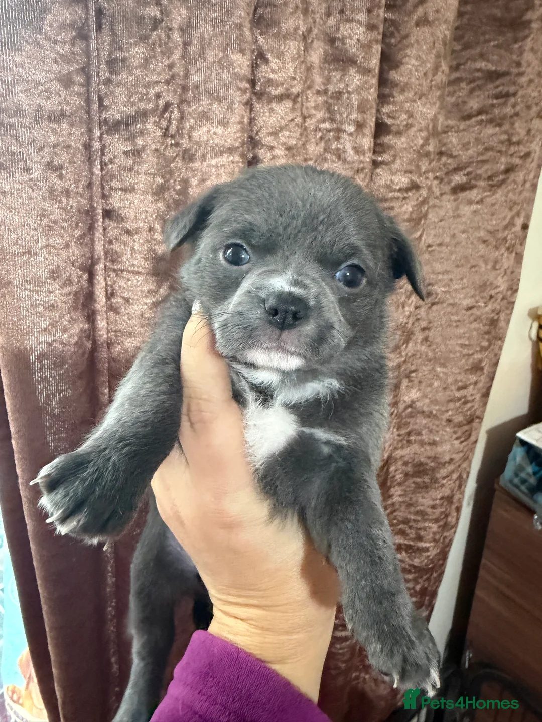Chihuahua dogs for sale: Chihuahua pups - Advert 18