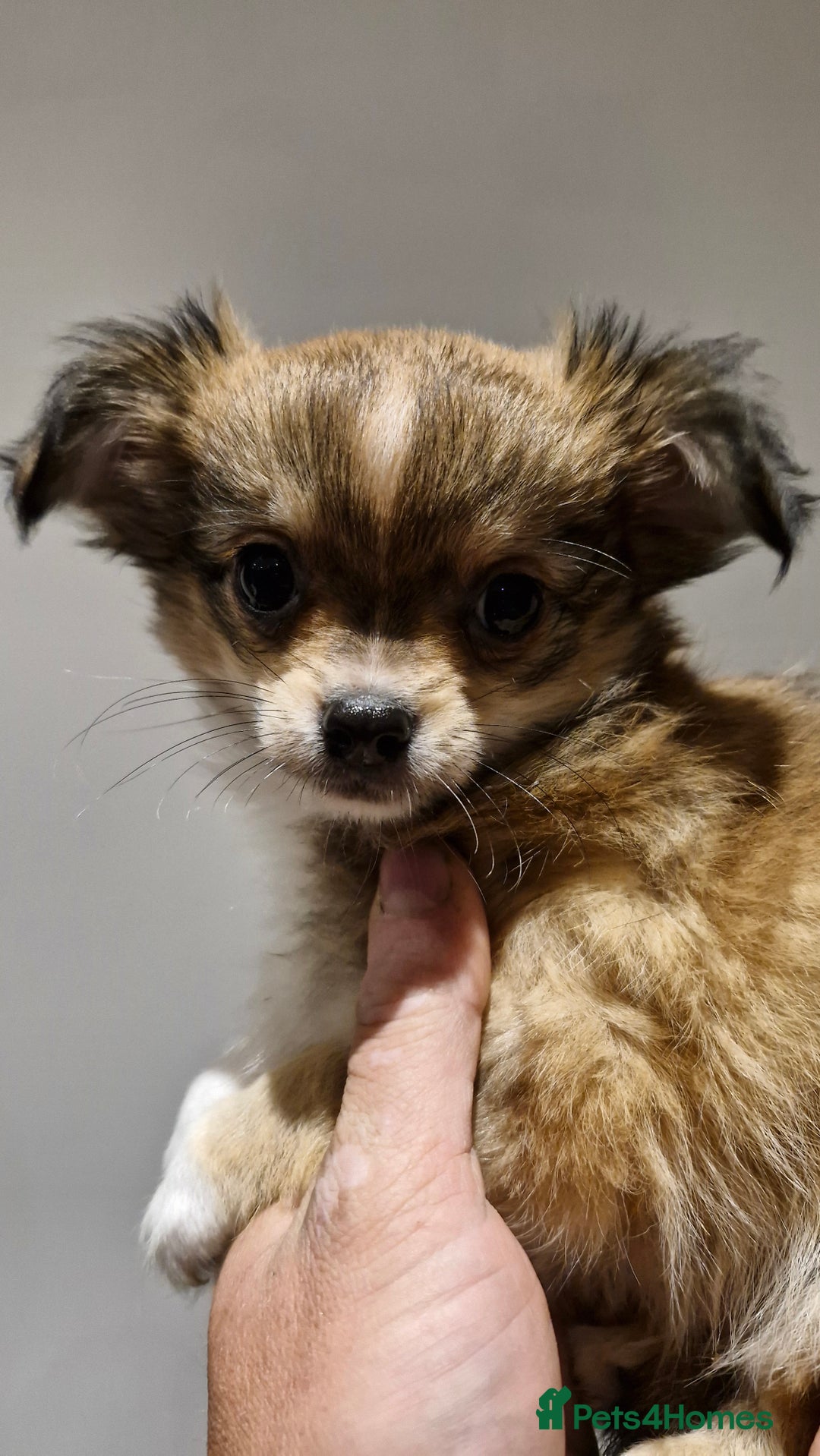 Chihuahua dogs for sale: 🐶READY TO LEAVE🐶 LAST ONE Tiny Chihuahua Puppies - Advert 30