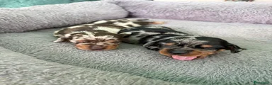 Miniature Dachshund 2