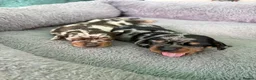 Miniature Dachshund dogs for sale: Beautiful Miniature Dachshund Puppies in Keighley - Advert 13