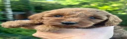 Cockapoo dogs for sale: A** Adorable Cockerpoo Puppies  - Advert 19