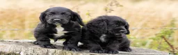 Cocker Spaniel dogs for sale: Stunning Black Cocker Puppies. Ready to leave 🌟 - Advert 6