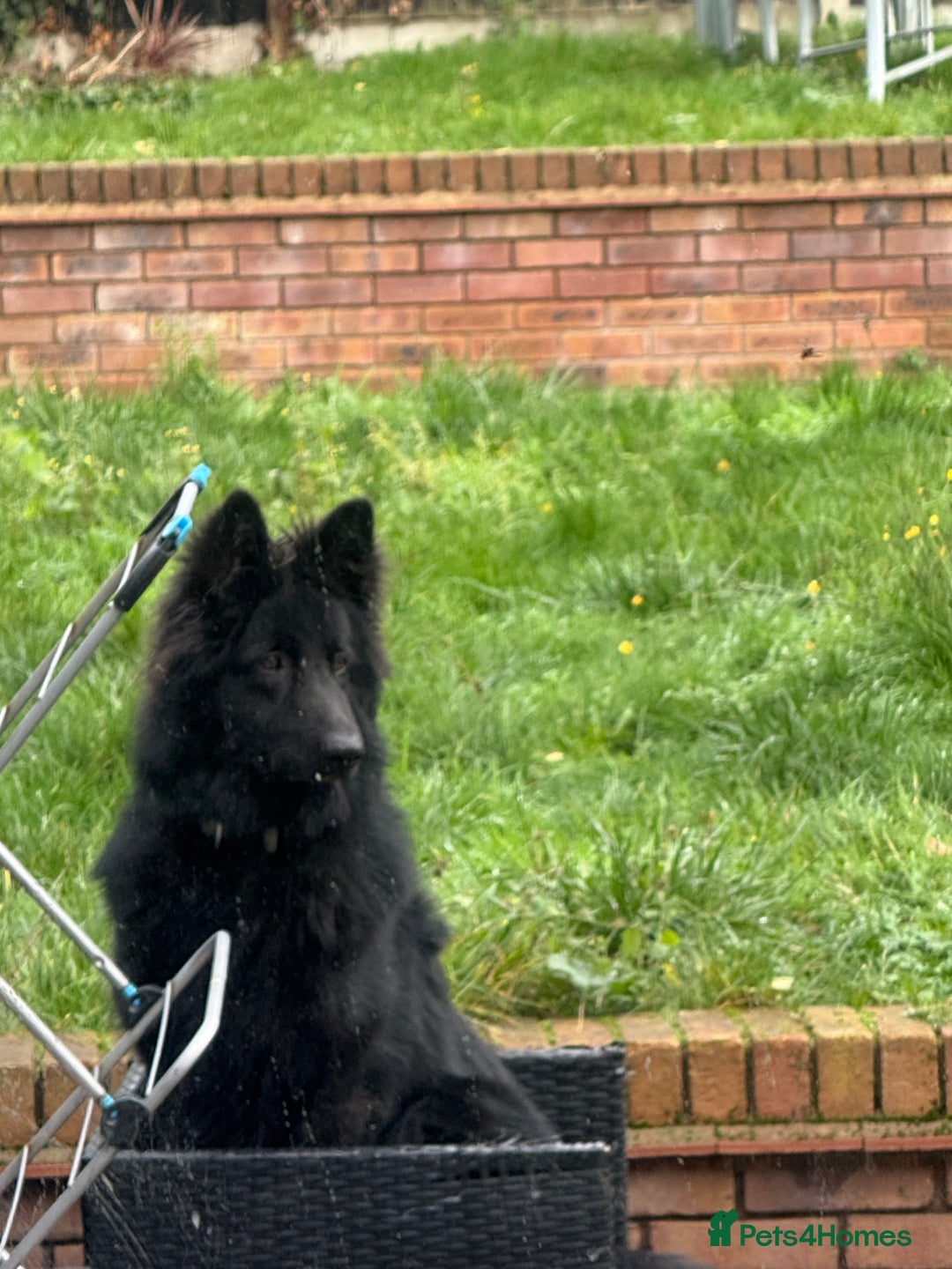 German Shepherd dogs for sale: Nemo  - Advert 3