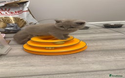 British Shorthair cats for sale: Price reduced Reg gccf Liliac BSH two female  - Image 21